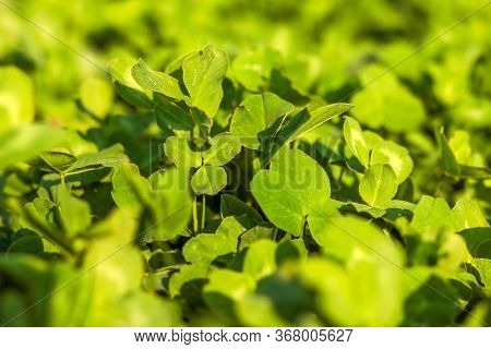Fresh Bright Green Leaves Whit Sun Light