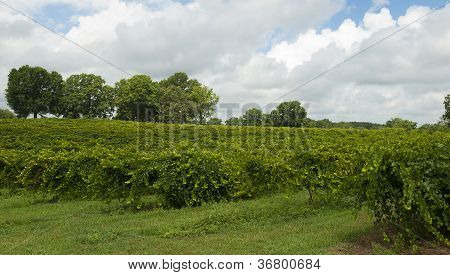 Georgia vinice
