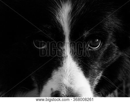 Black And White Bordercollie Looking To Camera. Dogs Eyes