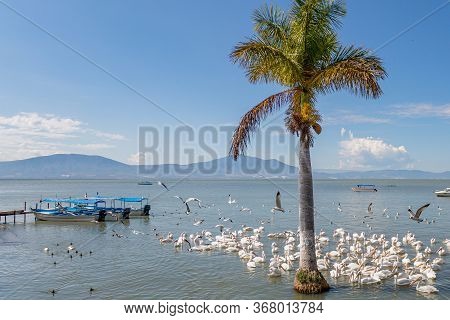 Palm Tree On Lake Chapala Surrounded By Pelicans, Pier With Anchored Motorboats And Mountains In The
