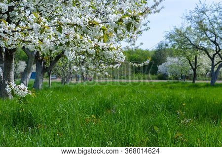 Beautiful Blooming Of Fruit Trees Over Blue Sky In Colorful Vivi
