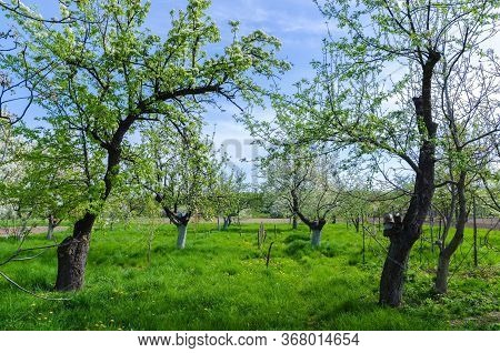 Beautiful Blooming Of Fruit Trees Over Blue Sky In Colorful Vivi