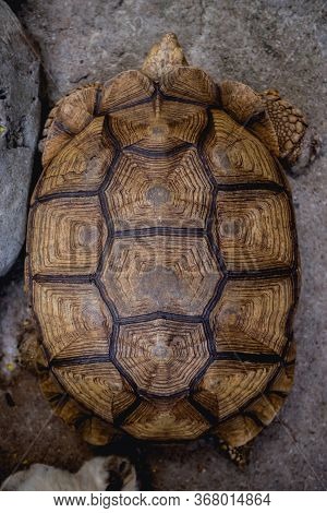 Coahuilan Box Turtle In The Tropic Garden. Terrapene Coahuila. Animals