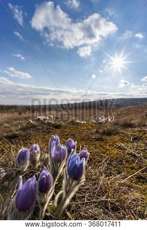 Pasque flower, National park Podyji, Southern Moravia, Czech Republic