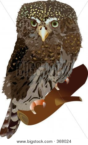Pygmy Owl