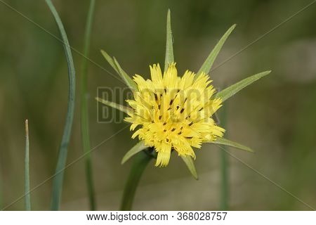 Goatsbeard - Tragopogon Pratensis 
Also Known As Jack-go-to-bed-at-noon