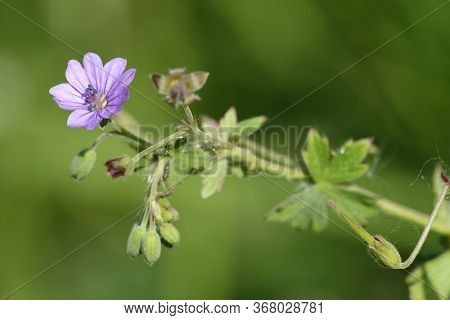 Hedgerow Crane's-bill - Geranium Pyrenaicum 
Flower, Buds & Seed Pod