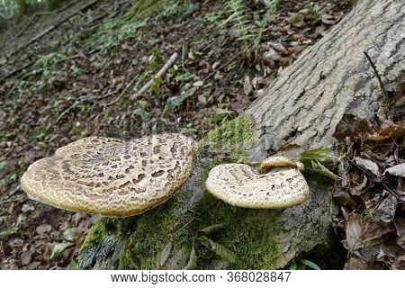 Dryad's Saddle - Polyporus Squamosus 
Two Large Bracket Fungi In Steep Cotswold Woodland Habitat