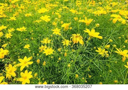 Meadow Filled With Whorled Tickseed Yellow Flowers And Grass