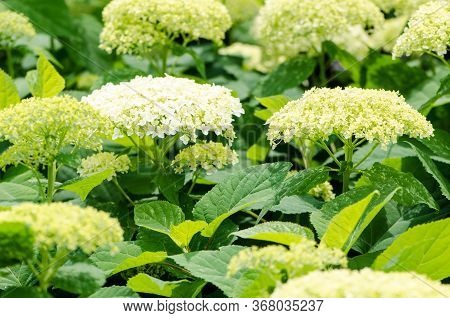 Green And White Smooth Hydrangea, Also Known As Sevenbark. Botanical Name Hydrangea Arborescens