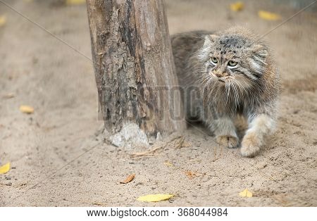 Portrait Of One Cute Manul (the Pallas's Cat Or Otocolobus Manul). Wild Cat Is Sitting On The Sand