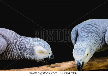 African Gray Parrot Isolated On Black Background