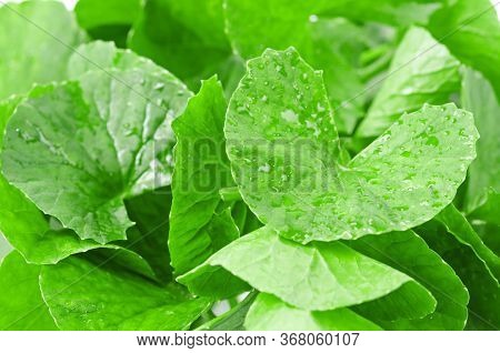 Fresh Centella Asiatica, Asiatic Pennywort Leaves On White Background.