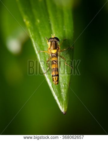 A Male Long Hoverfly (sphaerophoria Scripta, Syrphidae) Resting On A Green Leaf (vienna, Austria