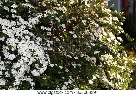 Spiraea Vanhouttei. A Shrub With White Flowers Is Illuminated By The Sun.