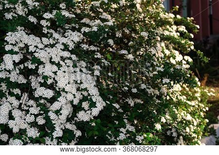 Spiraea Vanhouttei. A Shrub With White Flowers Is Illuminated By The Sun.