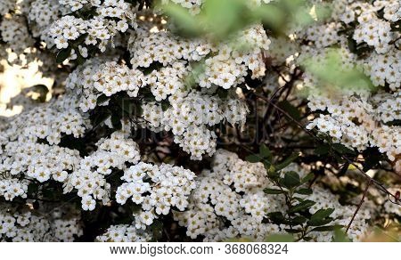 Spiraea Vanhouttei. A Shrub With White Flowers Is Illuminated By The Sun.