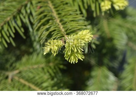 Nordmann Fir New Leaves - Latin Name - Abies Nordmanniana