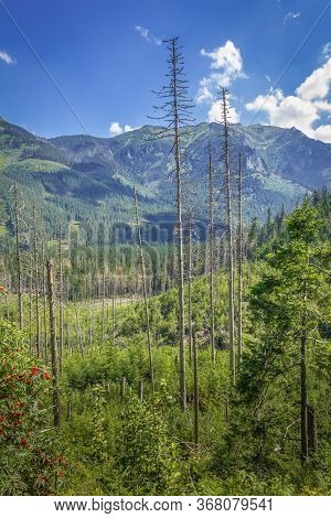 Poland. Tatra Mountains. Trail To Morskie Oko. Vegetation Along The Road, Dead Trees.