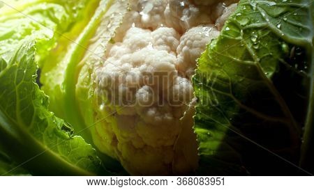 Closeup Photo Of Sun Shining On Fresh Weet Cauliflower In Garden. Background For Healthy Food And Gm