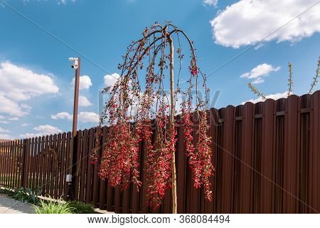 Pendulous Branches Cherry Tree  With   New Leaves And Red Flowers Against  Brown Fence And Blue Sky 
