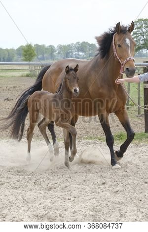 Little Brown Foal, Trosts Next To The Mother, One Week Old, During The Day With A Countryside Landsc