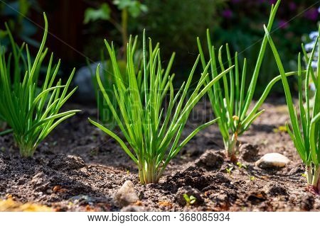 Young Shallot Onion Plants Growing In Spring Garden In Sunny Day