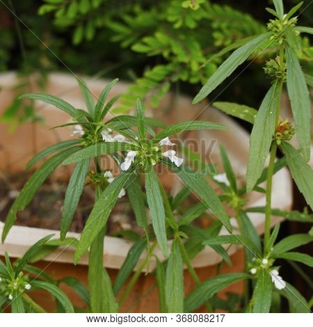 Leucas Aspera Plant Mostly Known As Thumbai Or Thumba,  Its Various Uses In The Fields Of Medicine A