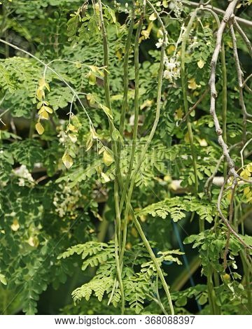 Drumstick Vegetable Hanging In Its Own Tree,moringa Oleifera Is The Most Widely Cultivated Species I