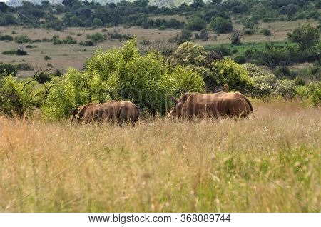 Two White Rhinos In Southafrica Standing In The Savannah