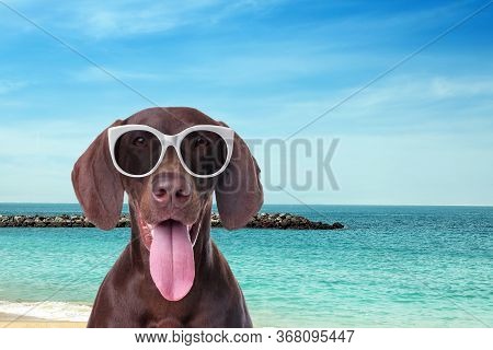 German Shorthaired Pointer Dog With Sunglasses On Sunny Beach
