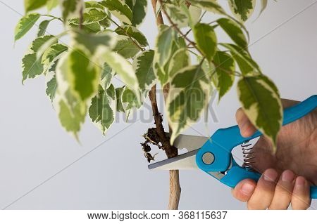Woman Hands Cutting Using Pruner To Separate Offshoot With Root From The Main Tree After Being In Ba
