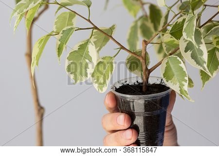 Woman Hand Holding Offshoot Planted In Plastic Container Separated From The Main Tree After Being In