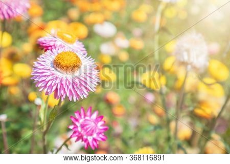Bloomimg Straw Flower, Helichrysam Or Everlasting In The Garden With Blur Background Near Phu Hin Ro