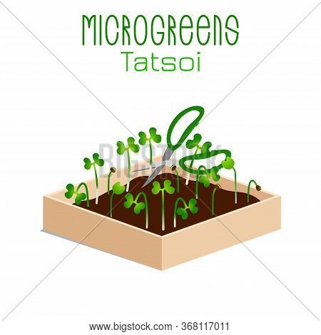 Microgreens Tatsoi. Sprouts In A Bowl. Sprouting Seeds Of A Plant. Vitamin Supplement, Vegan Food.