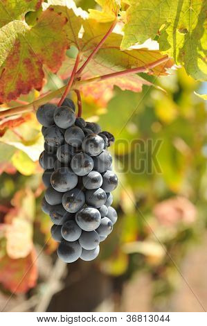 Vin druer stigende på vinstokken