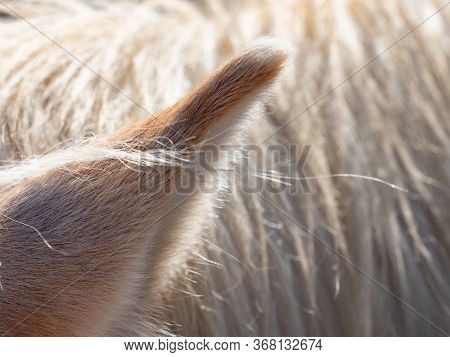 The Gentle Contour Of The Earlobe Of The Haflinger Hucul Horse In The Color Of Isabel. Several Stran