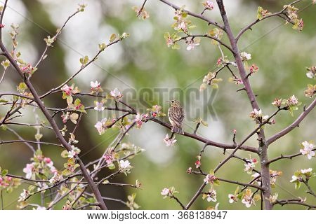 Tree Pipit Anthus Trivialis Sitting Branch Of Bush With Flowers In Spring. Cute Little Songbird In W