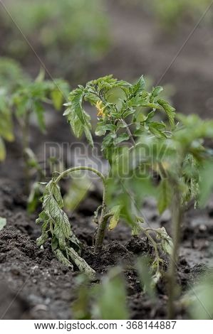 Young Tomato Sprouts Are Planted In The Ground In A Greenhouse In Spring. A Drip Irrigation Pipe Has
