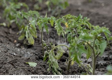 Young Tomato Sprouts Are Planted In The Ground In A Greenhouse In Spring. A Drip Irrigation Pipe Has