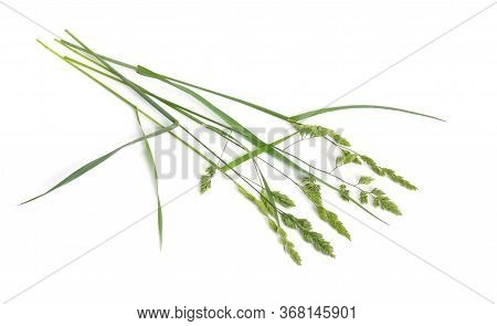 Dactylis Glomerata, Also Known As Cocks-foot, Orchard Grass Or Cat Grass. Isolated.