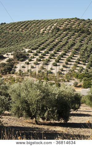 Vítání občánků v Plantation