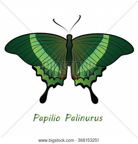 Vector Butterfly With The Inscription Papilio Palinurus