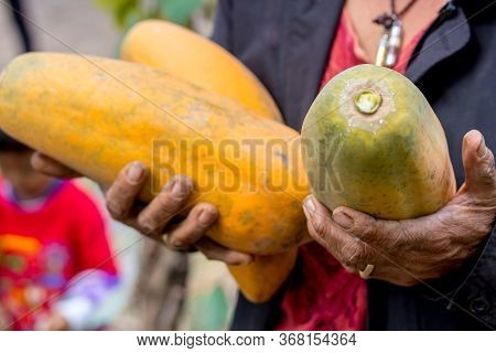 Woman Holding Papaya,sweet Ripe Fresh Papaya, Raw Vegan Food.