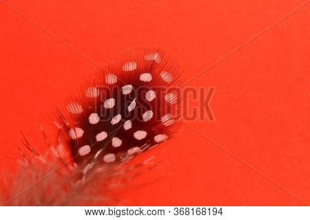 Black Airy Bird Feather With White Dots On A Red Background