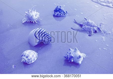 Pop Art Style Various Types Of Gorgeous Seashells On The Beach In Blue Color