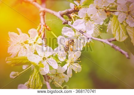 Apple Blossom Photo.apple Blossom Petals With Beauty Bokeh.blossom Apple. Spring Flowering Apple Tre