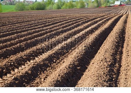 Colours Of Spring - Ploughed Field Ready To Sow. Plowed Field Of Potato In Countryside. Agricultural