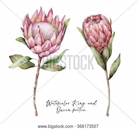 Set Of Watercolor King Protea And Queen Protea. Hand Painted Tropical Pink Flowers And Leaves Isolat