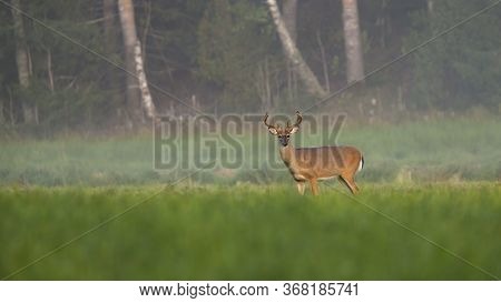 Alert White-tailed Deer Stag Looking On Meadow In Summer Nature With Copy Space